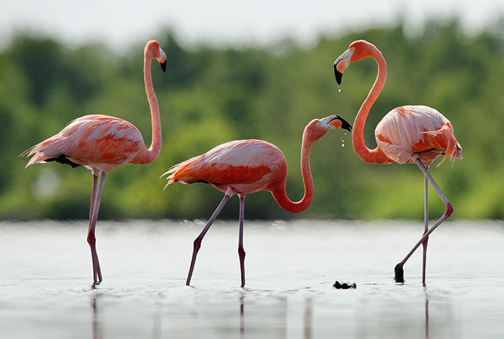 florida marine biology adventure secondary