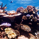 Reef Regeneration and Conservation Down Under
