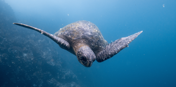Charting the Galapagos Islands