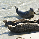 San Diego seal tour