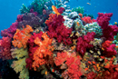 Snorkeling in Coral Gardens