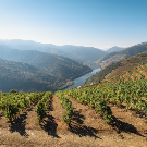 Douro River Cruise & Wine Cellar