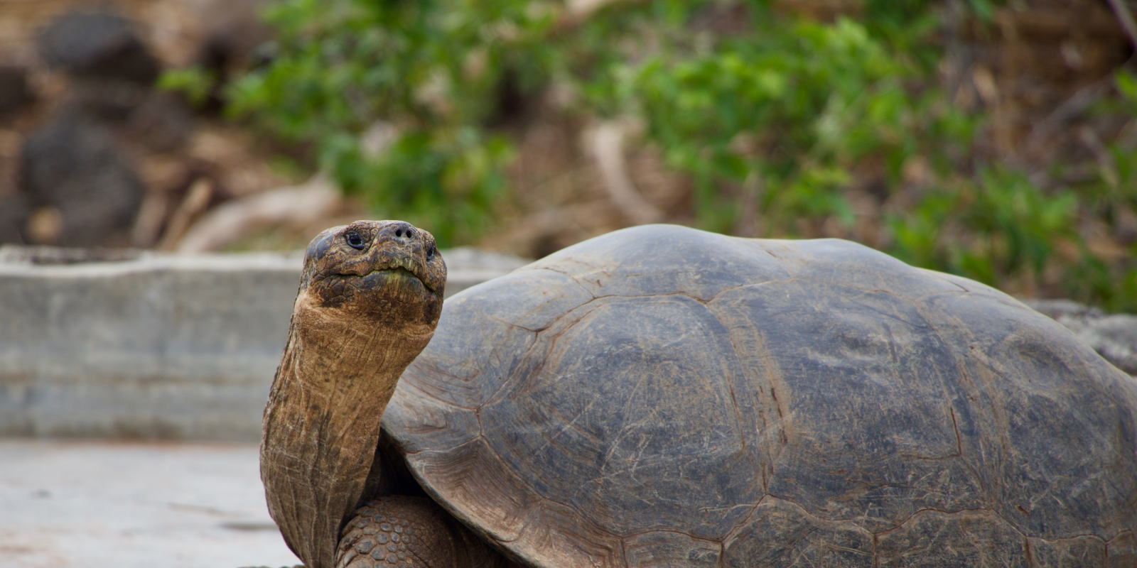 Image for tour: Environment & Culture in the Galápagos