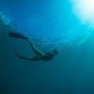 Snorkeling with a marine specialist