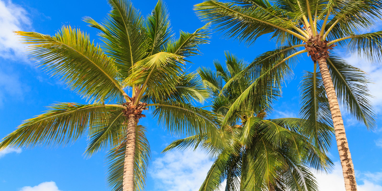 Image for tour: Florida: Adventures in the Sunshine State