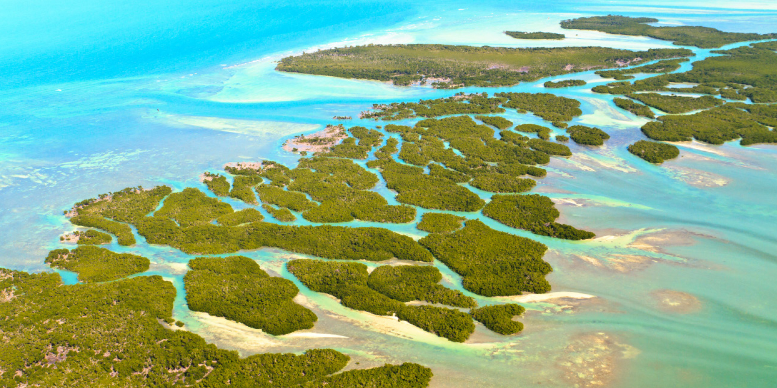 Image for tour: STEM Discovery: Ecology in Florida