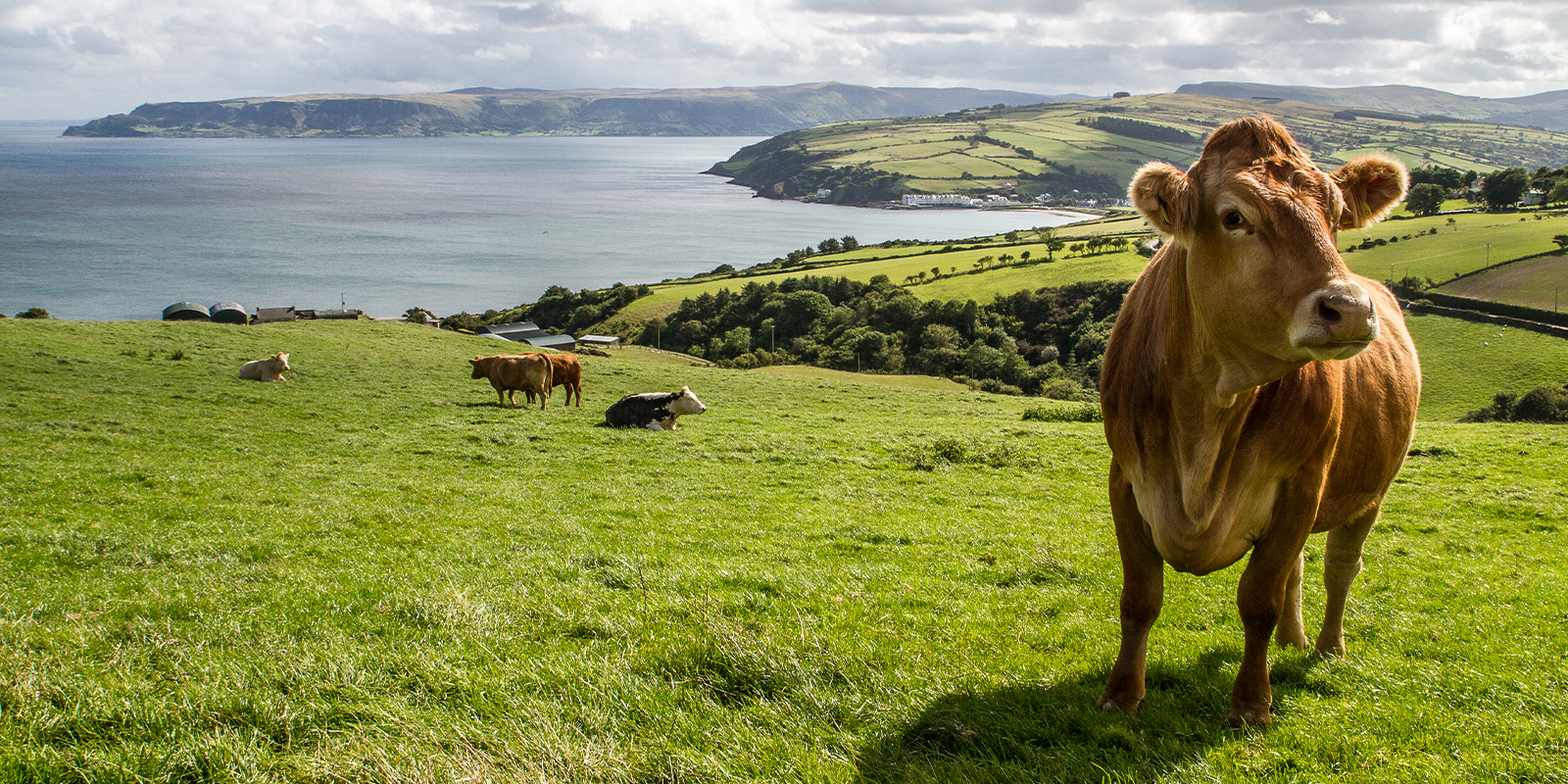 Image for tour: Agriculture in Ireland