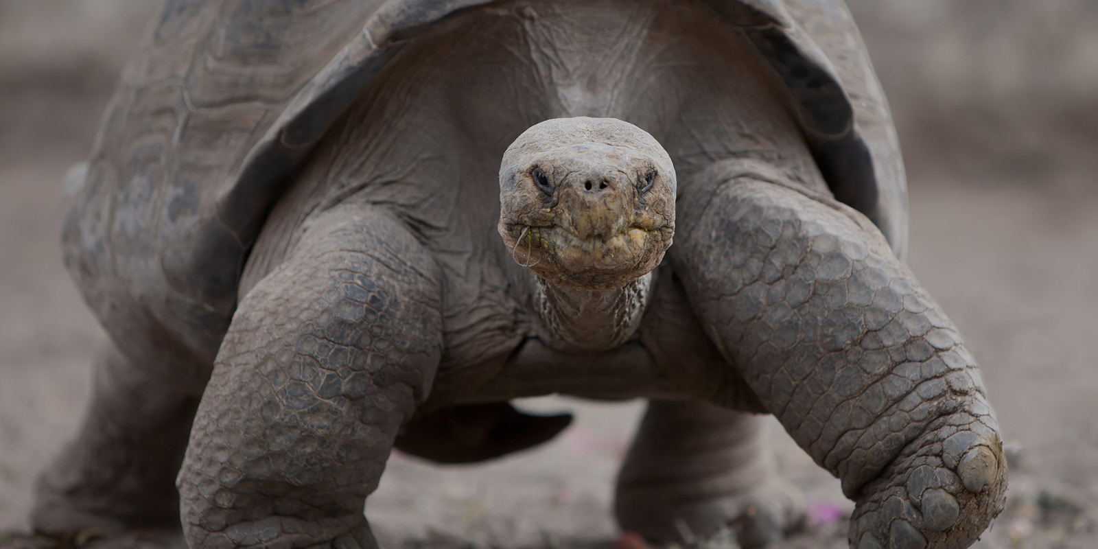 Image for tour: Charting the Galápagos Islands