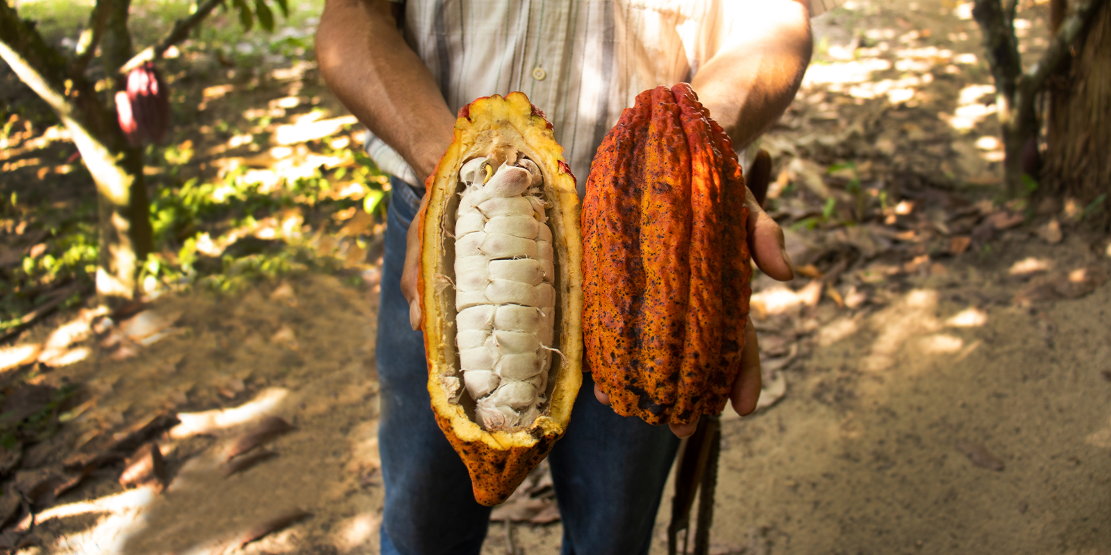 Image for tour: Agriculture in the Dominican Republic