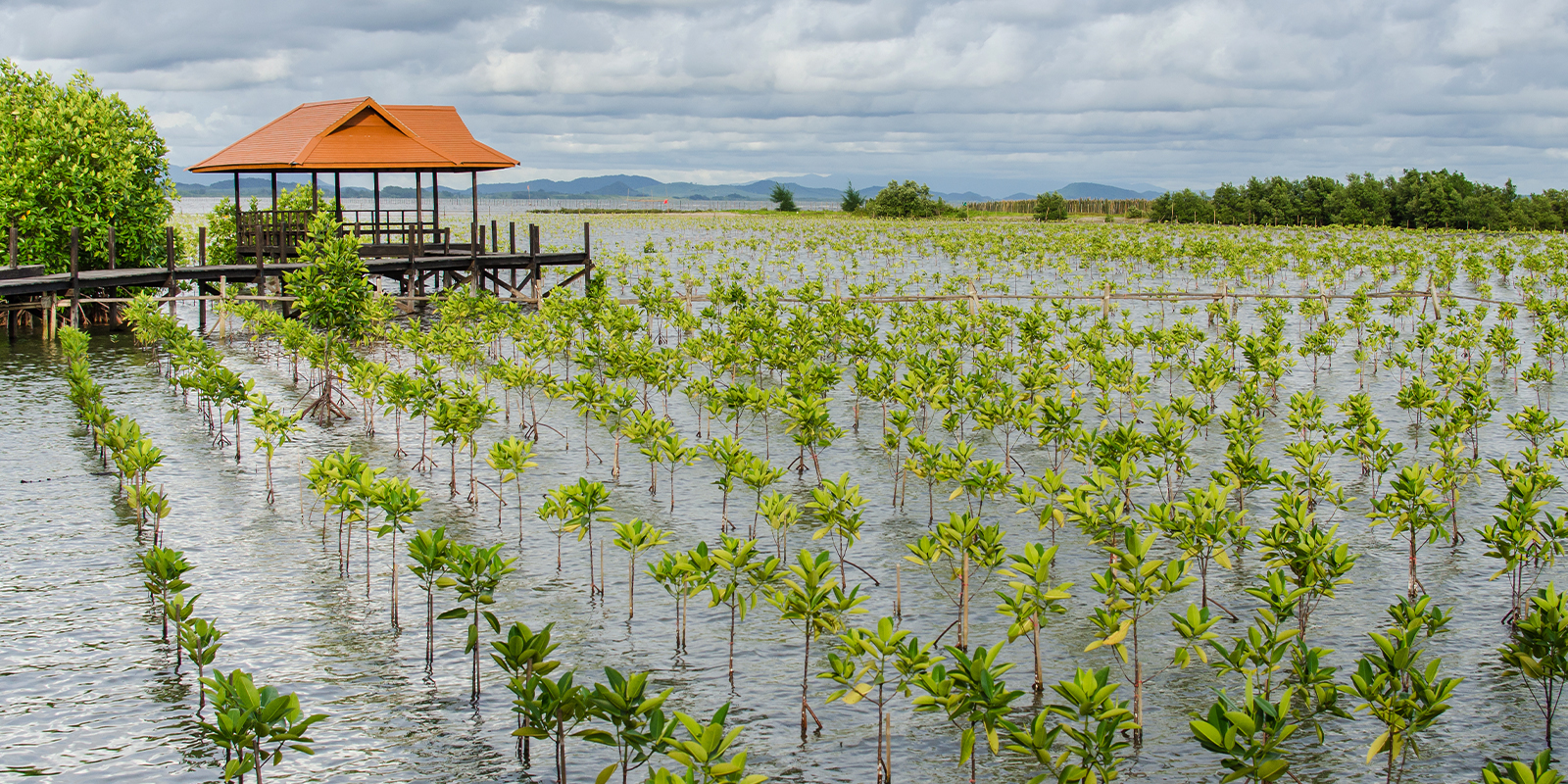 Image for tour: Coastal Conservation in Southern Thailand