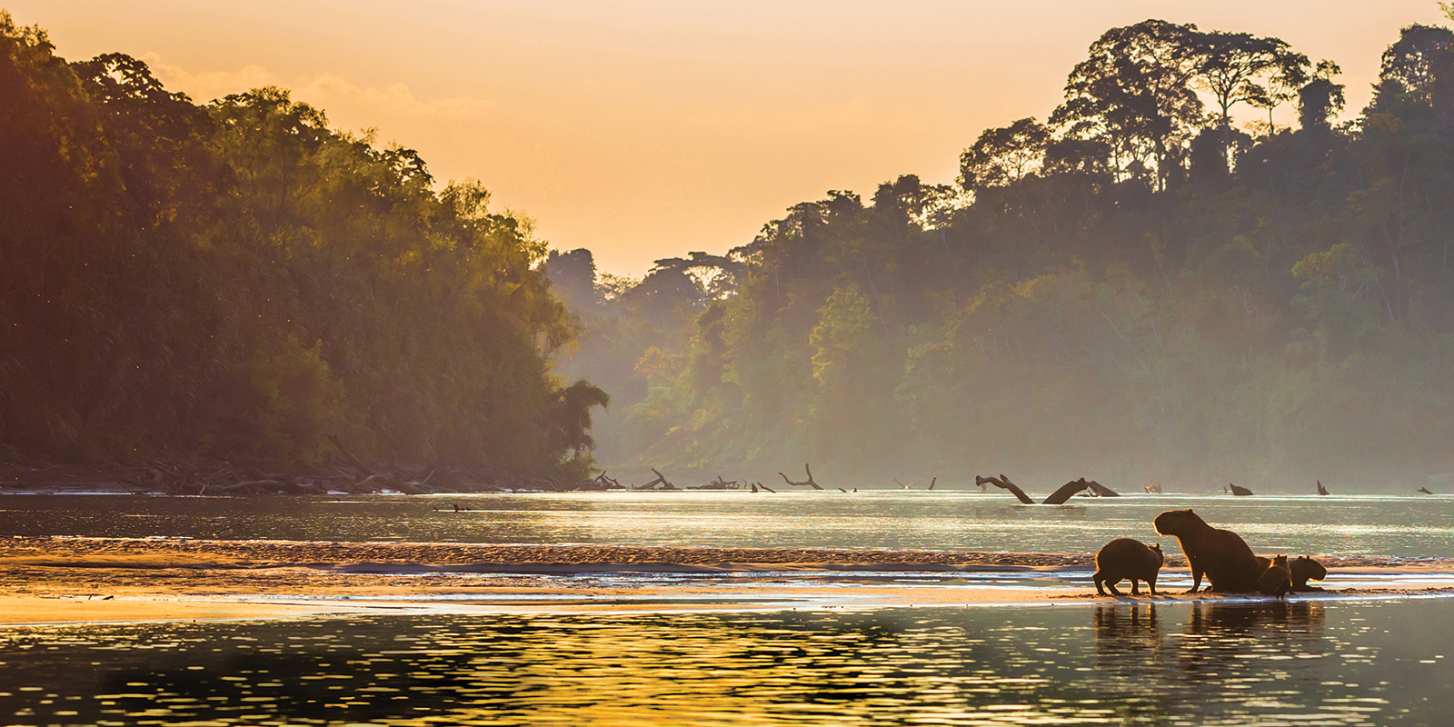 Image for tour: Expedition to the Amazon Rainforest