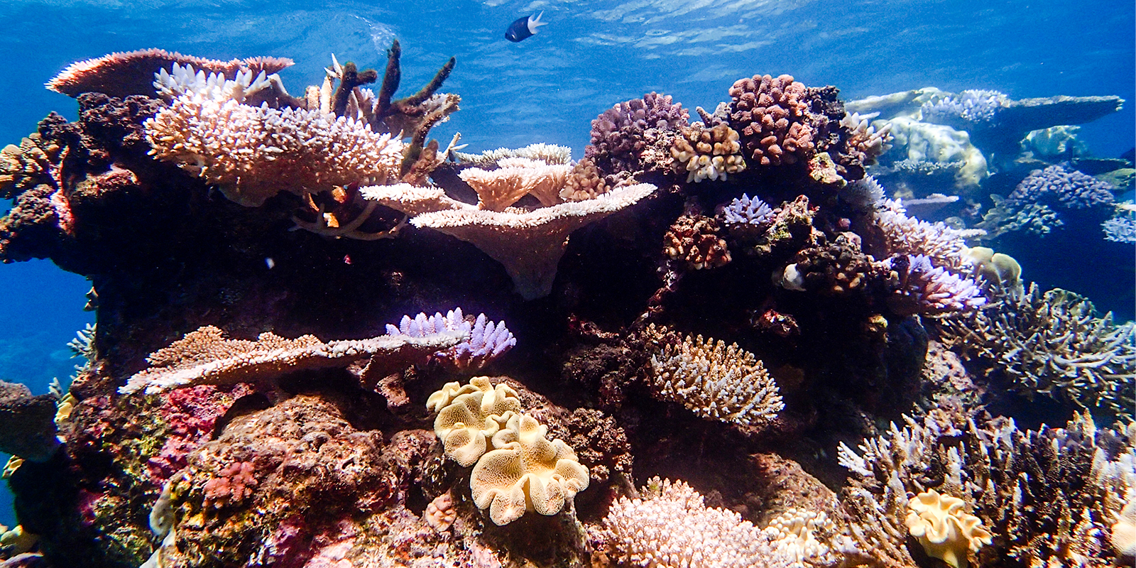 Image for tour: Reef Regeneration and Conservation Down Under