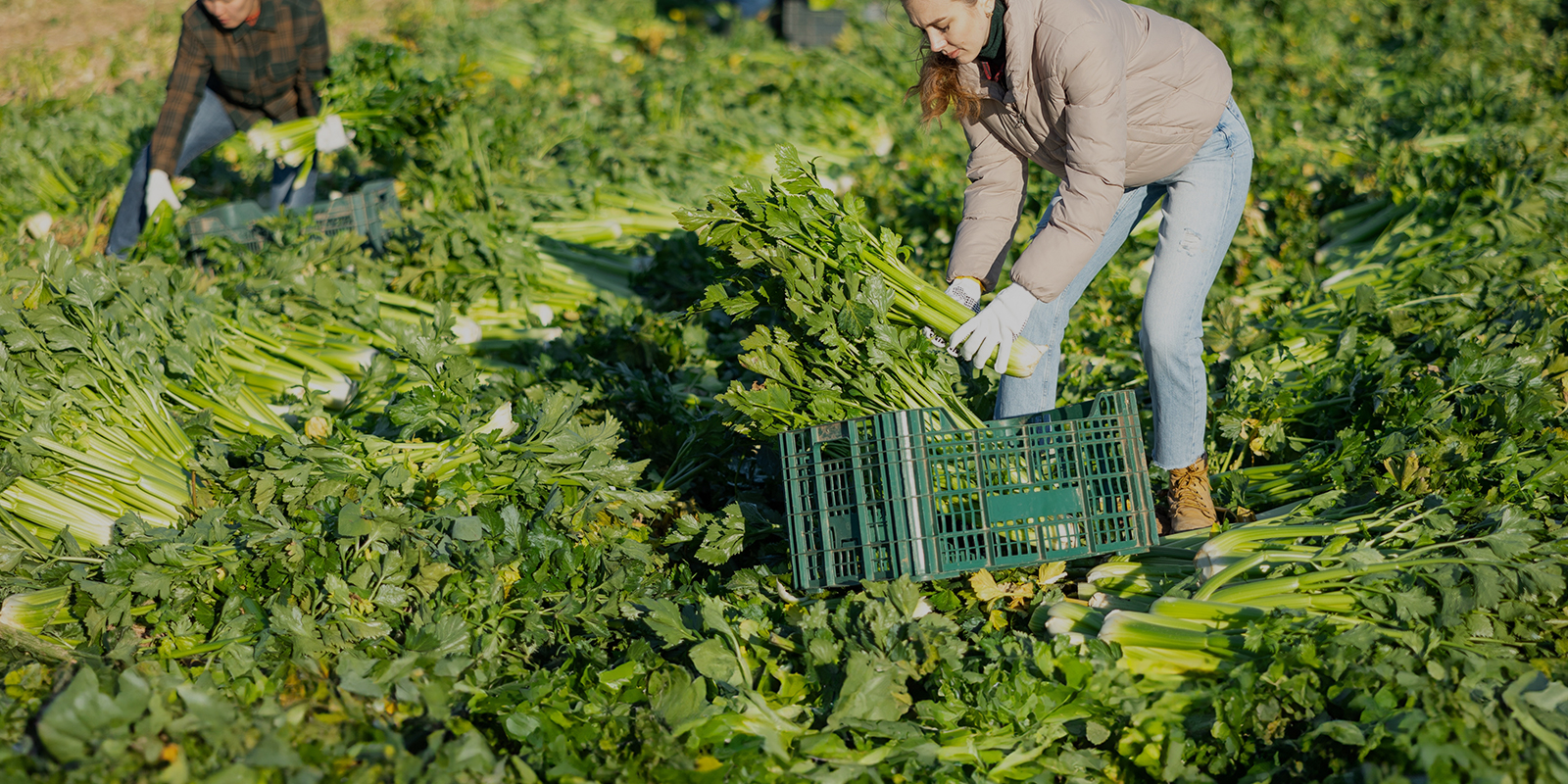Image for tour: Agriculture in Belgium & the Netherlands