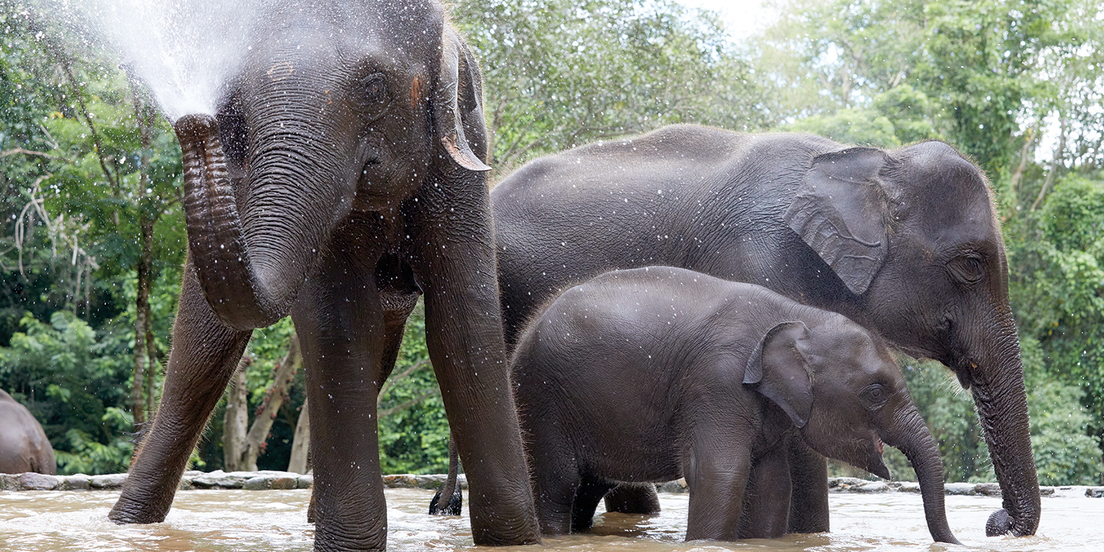 Image for tour: Culture and Service in Thailand