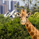 Taronga Zoo and Opera House
