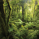 Gold Coast rainforest experience