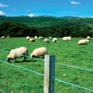 Causey Farm Experience