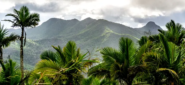 Views of jungle and mountains in Puerto Rico