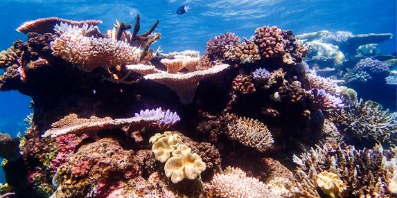 Reef Regeneration and Conservation Down Under