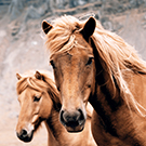 Horseback riding in Keflavík