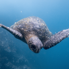 Charting the Galapagos Islands