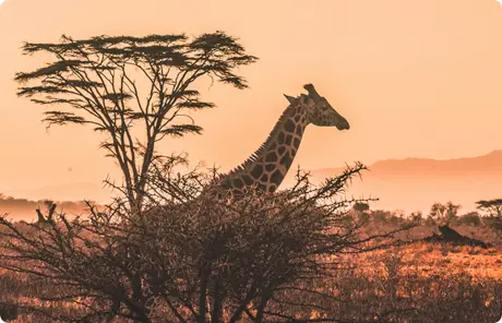 Dusty, red-tinged image of a giraffe that a student exploring new places to travel might see on tour in Africa